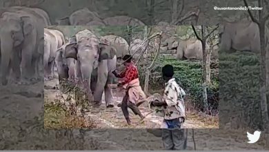 Photo of Boy beats elephant with a stick, gets chased by the animal:Next level dumbness