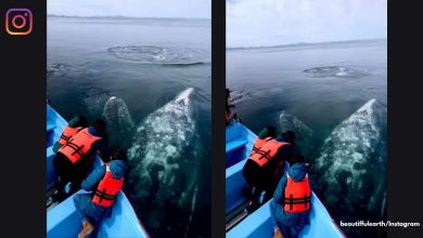 Photo of Magical moments’: Giant gray whales come close to boaters