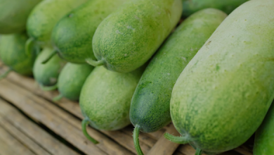 Photo of Can ash gourd juice enhance skin and digestion over the course of 21 days?
