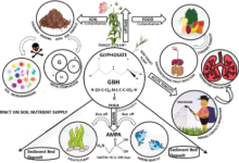 Photo of Glyphosate: Understanding Its Harmful Effects on Human Health